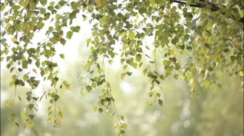 Forest 4 Stockbeeldmateriaal 20514837