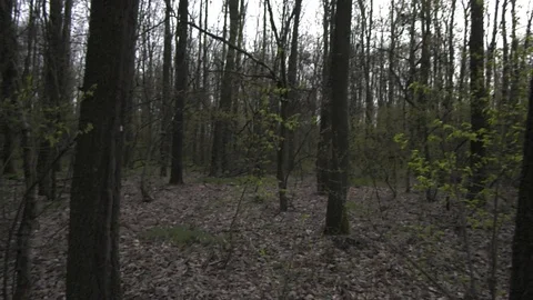 Forest 4 Vídeos de archivo 127119901