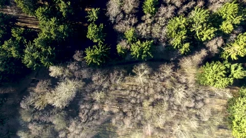 Forest 4 Stock Footage 130443514
