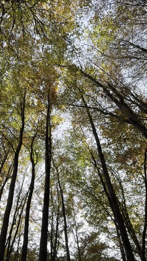 Forest 4 Stock Footage 290123127