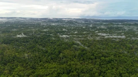 FOREST 4 Stock-Footage 297736579