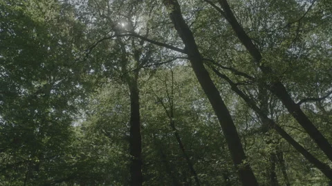 FOREST 4 Stock Footage 306409357