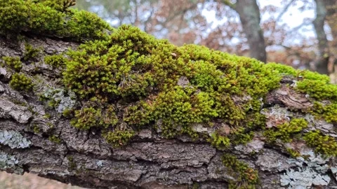 Forest 4 hd Stock Footage 220039475