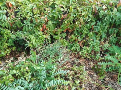 Forest 4 Stock Photos