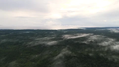 FOREST 41 Stock Footage 297733084