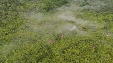 FOREST 42 Stock-Footage 297733082