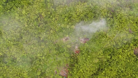 FOREST 43 Stock Footage 297733410