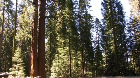 The Forest 43 - HD Video stock 133995