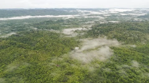 FOREST 44 Stock-Footage 297733169