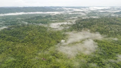 FOREST 45 Stock-Footage 297733171