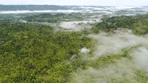 FOREST 46 Stock Footage 297738941