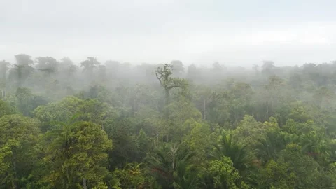 FOREST 47 Stock Footage 297743517