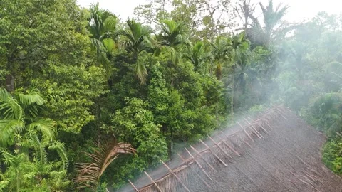 FOREST 48 Stock-Footage 297738971