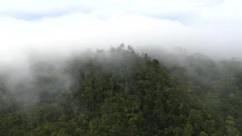 FOREST 49 Stock-Footage 297738909