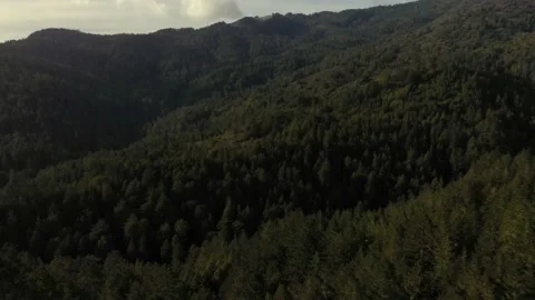 Forest 4K Drone 動画素材 148246054