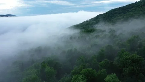 Forest 4K Drone Stock Footage 301702254