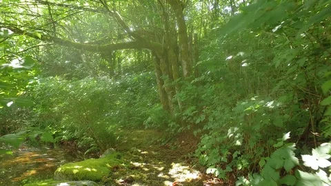 Into the Forest 4K Stock-Footage 91367656