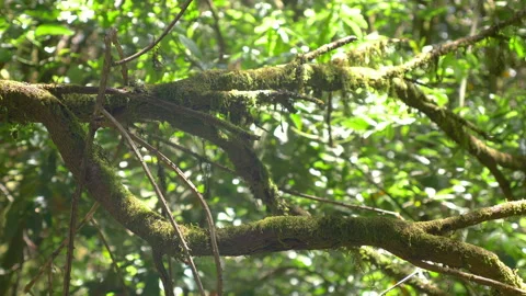 In the forest in 4k slow motion 60fps Stock Footage 232916593