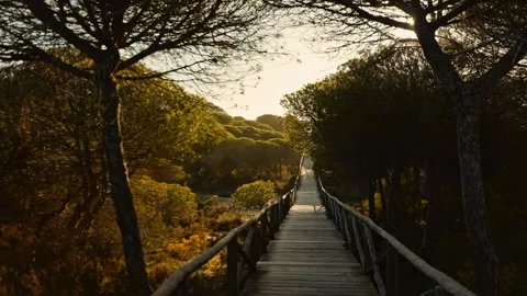 FOREST 5 4K Stock Footage 275340756