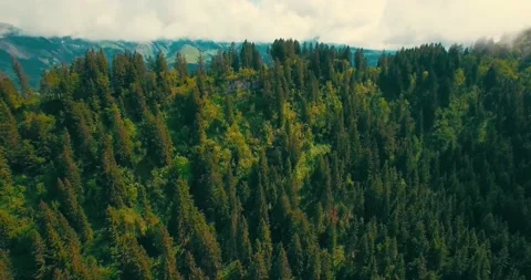 Forest 5 Aerial View Stock Footage 155940680