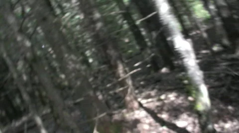 Forest 5 Stock Footage 506774