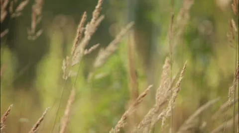 Forest 5 Stockbeeldmateriaal 20514969