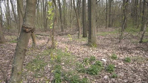 Forest 5 Vídeos de archivo 127119912