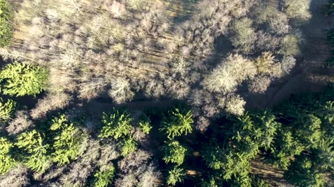 Forest 5 Stock Footage 130443509