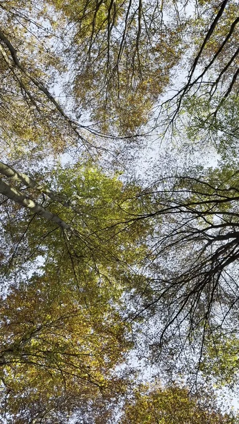 Forest 5 Stock Footage 290122793