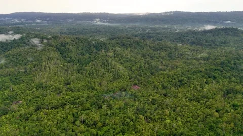 FOREST 5 Stock-Footage 297736704