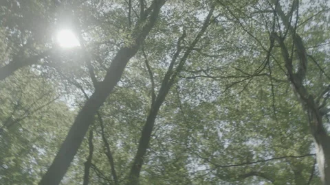 FOREST 5 Stock Footage 306409419