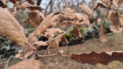 Forest 5 hd Stock Footage 220039463