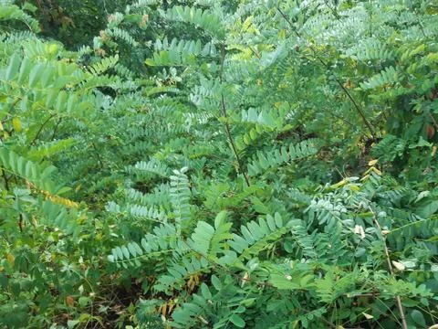 Forest 5 Stock Photos