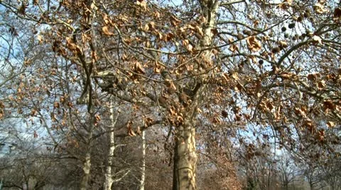 Forest 5 zoom in Stock Footage 10678964