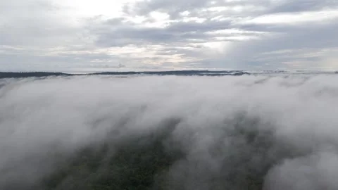 FOREST 50 Stock Footage 297733599