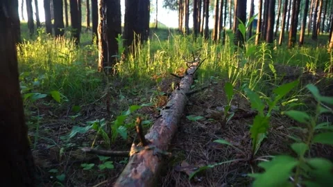 In the forest 50fps 動画素材 156863003