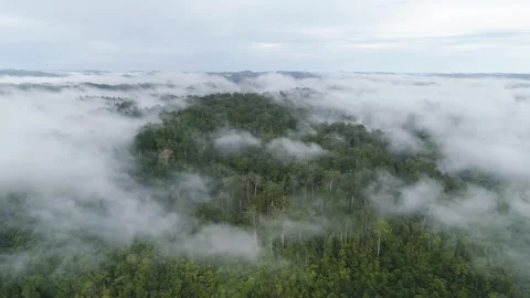 FOREST 51 Video stock 297733678