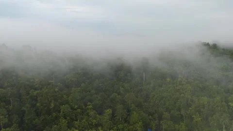 FOREST 52 Stock Footage 297733542