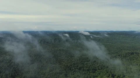 FOREST 54 Stock-Footage 297733715