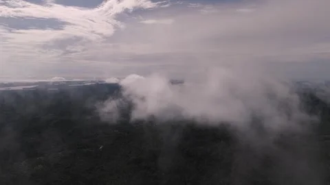 FOREST 55 Video stock 297733872