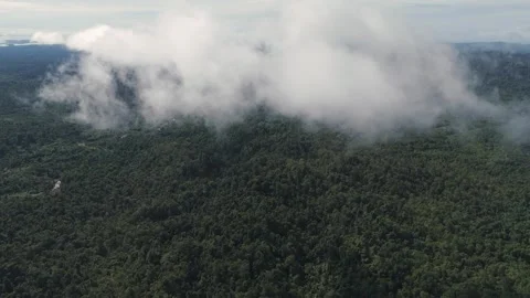 FOREST 56 Stock Footage 297733850