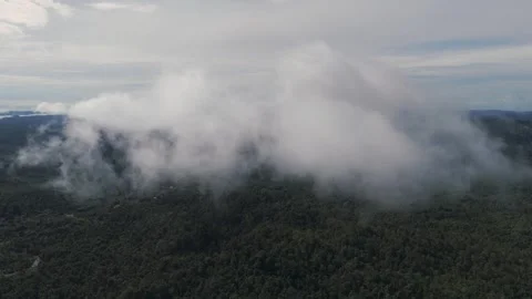 FOREST 57 Stock-Footage 297733937