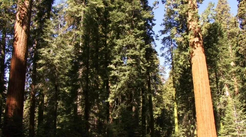 The Forest 57 - HD Stock-Footage 134044