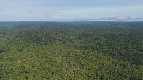 FOREST 58 Stock Footage 297733978