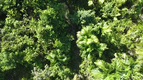 FOREST 59 Stock-Footage 297734026