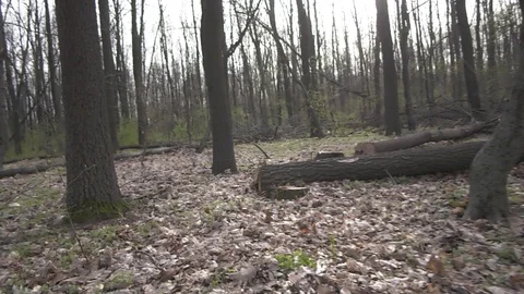 Forest 6 Vídeos de archivo 127120307