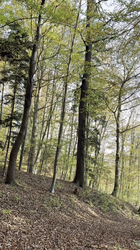 Forest 6 Stock Footage 290122401