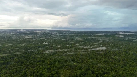 FOREST 6 Stock Footage 297736763