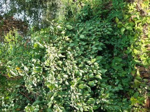 Forest 6 Stock Photos