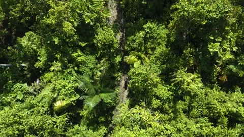 FOREST 60 Stock Footage 297734057